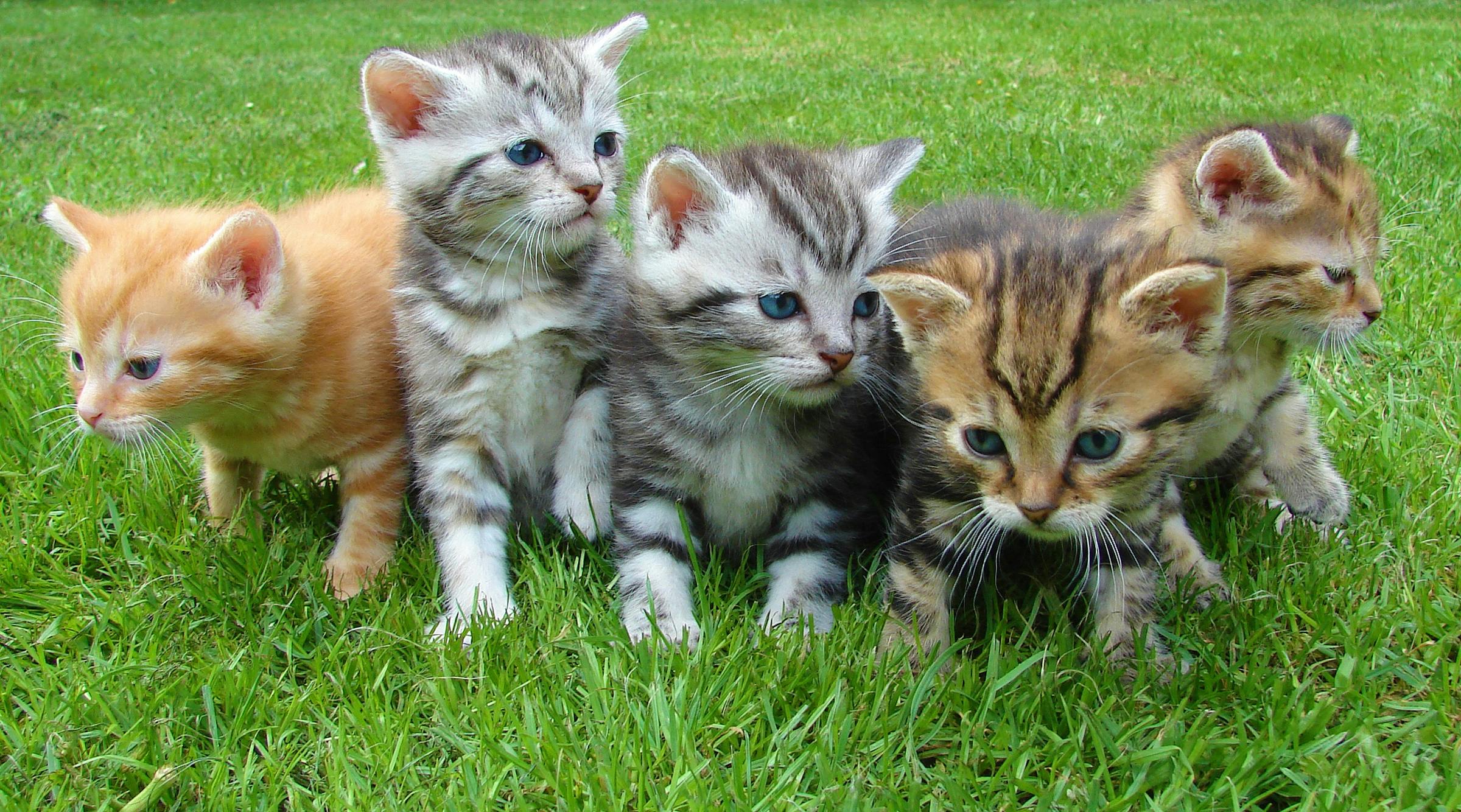 A group of kittens.