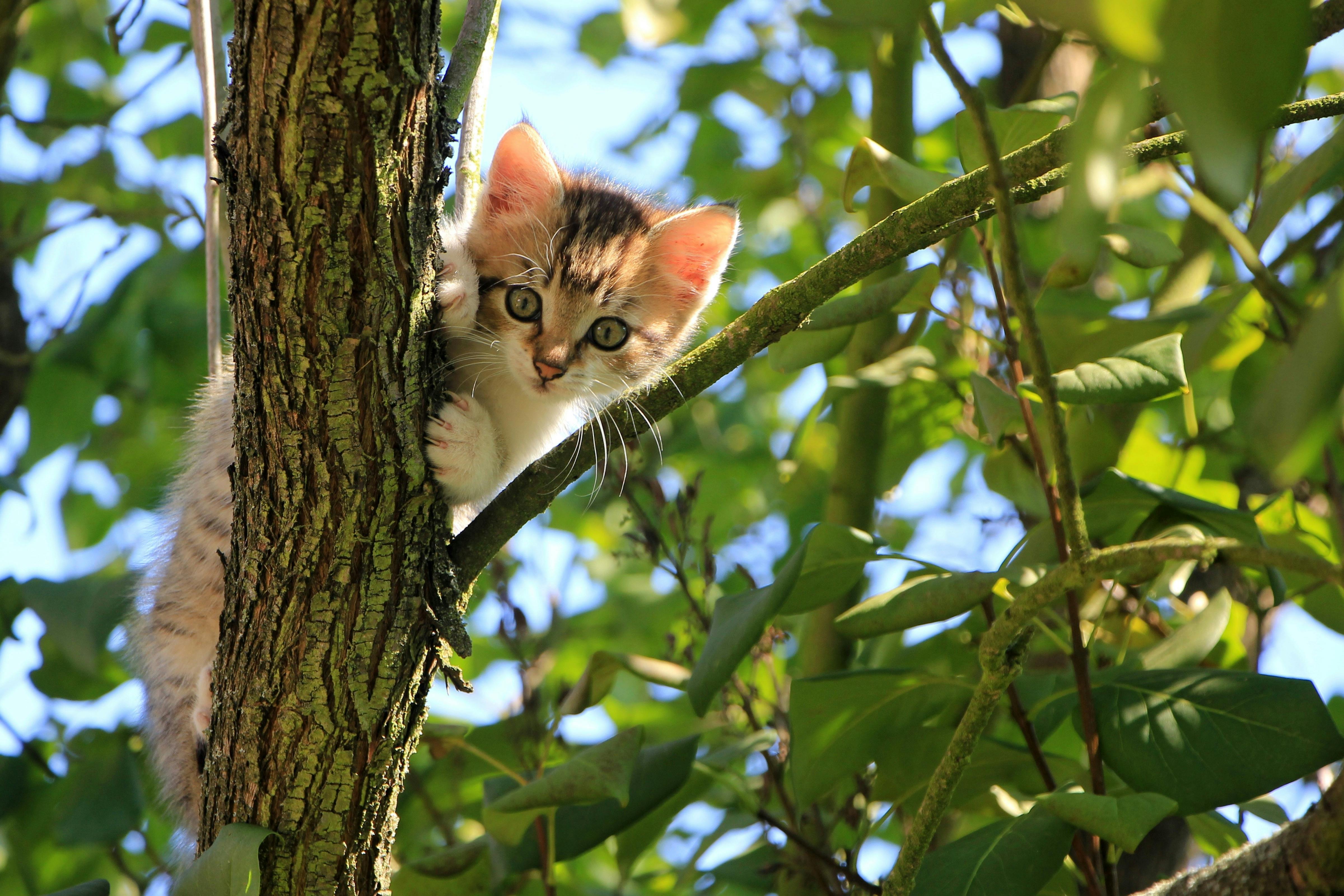 A kitten in a tree.