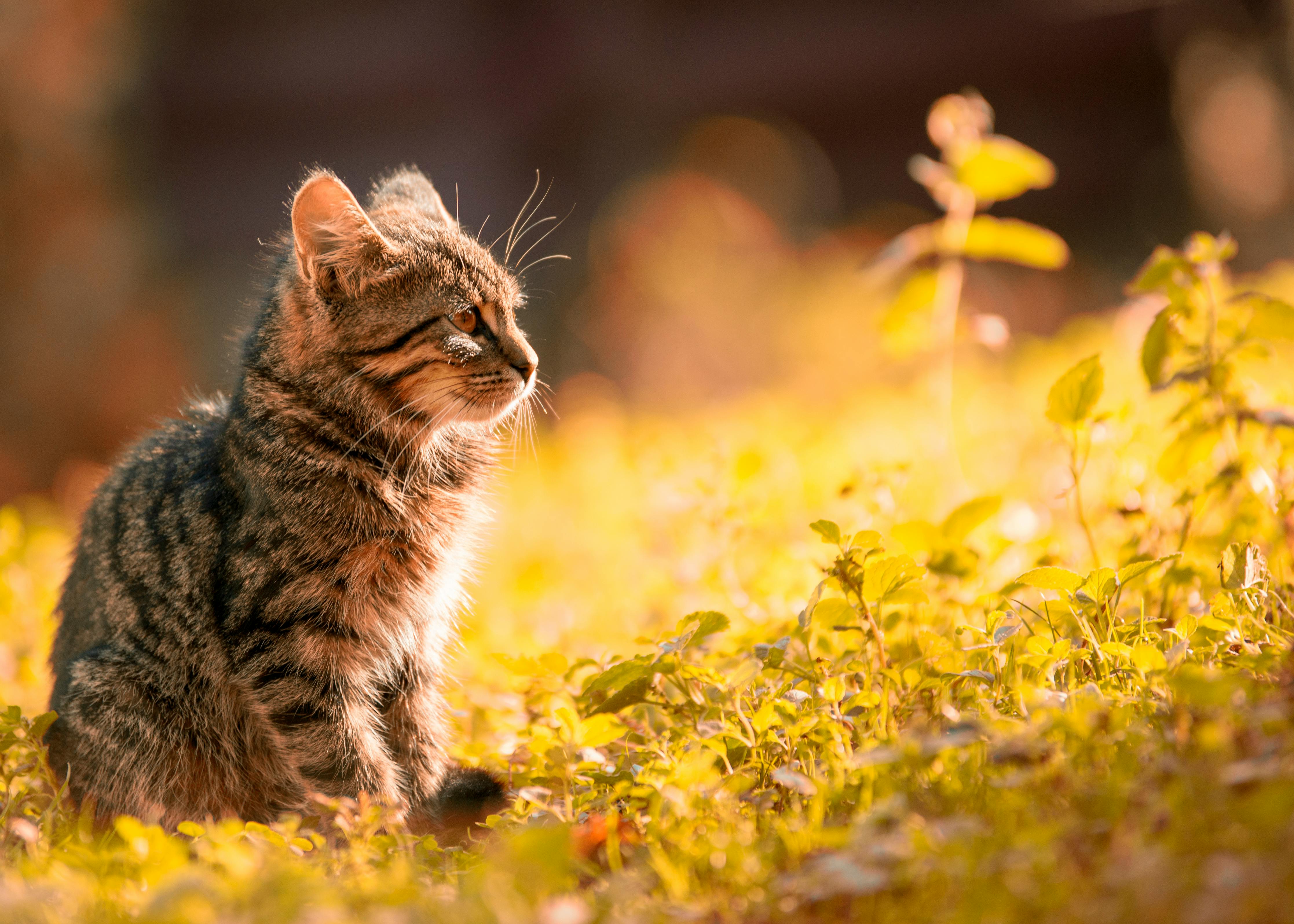 A kitten outside looking at plants.