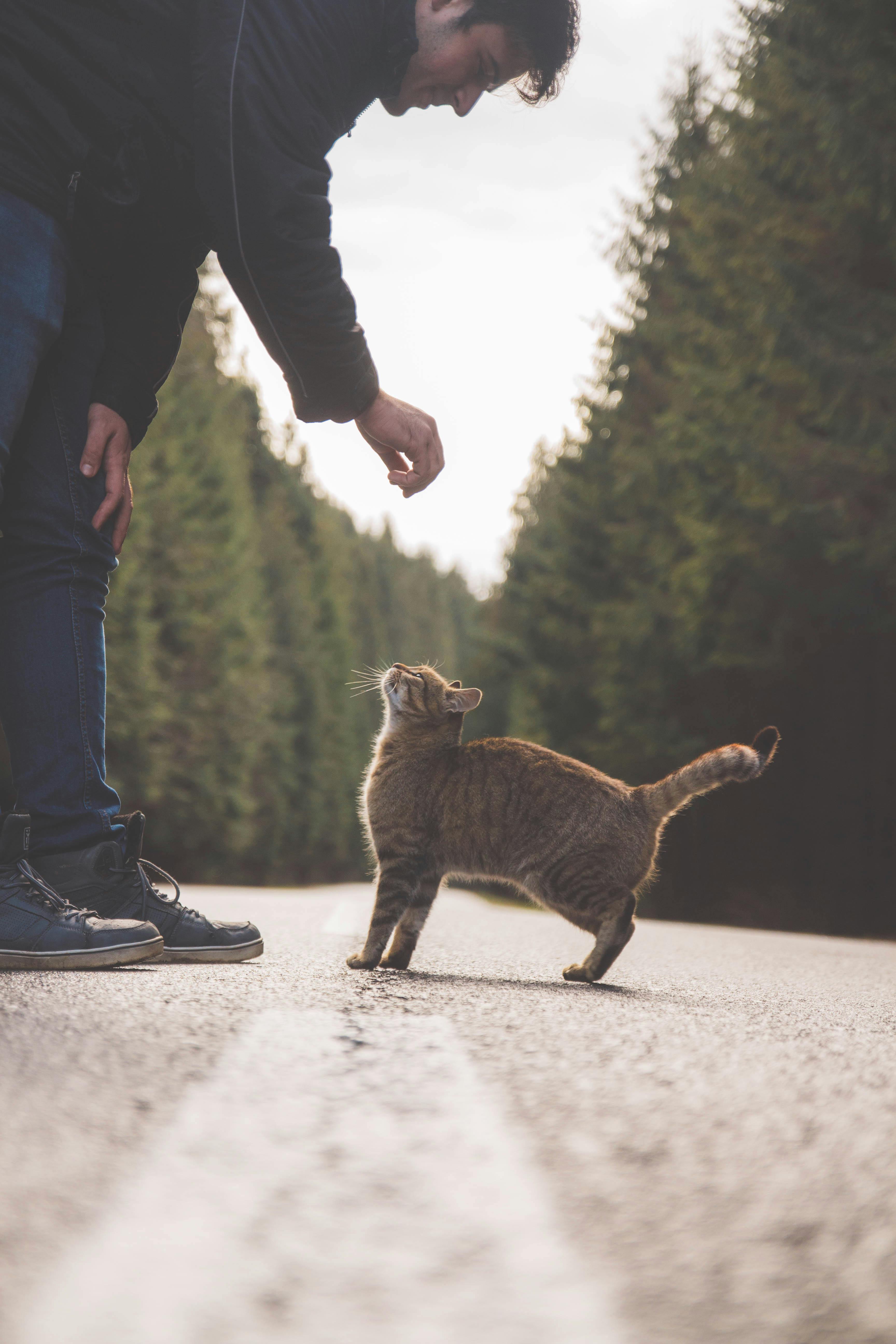 A man giving a cat a treat.