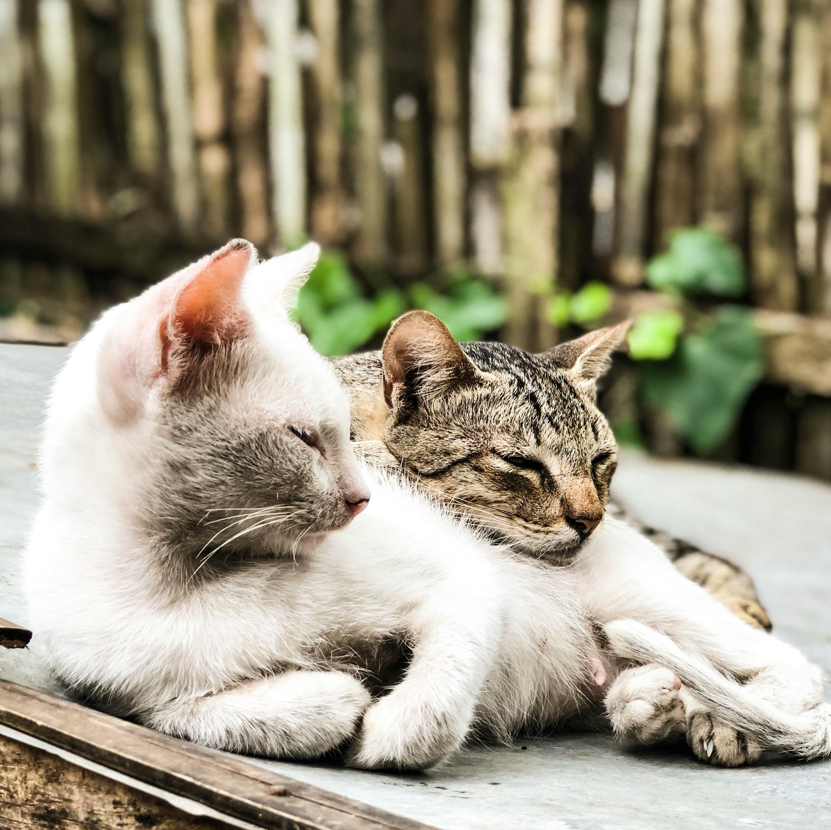 Two cats cuddling.