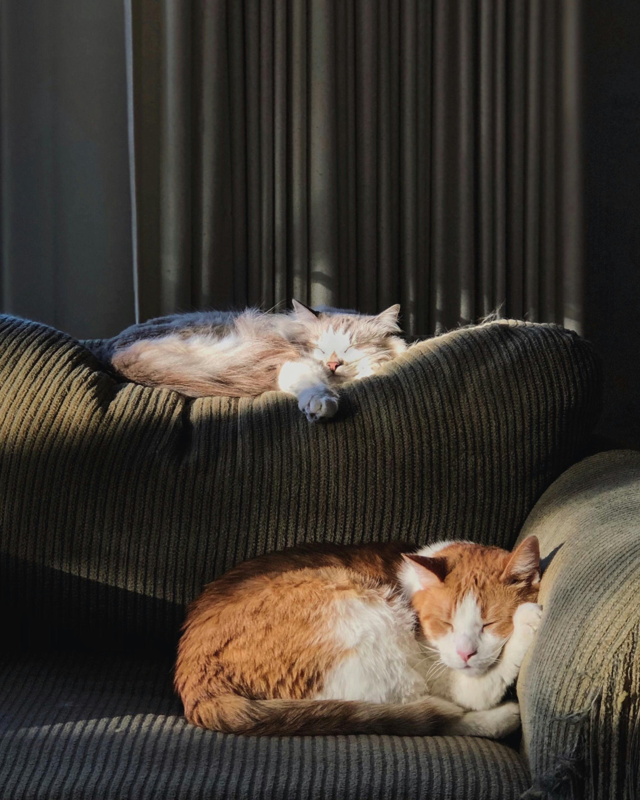 Two cats napping.