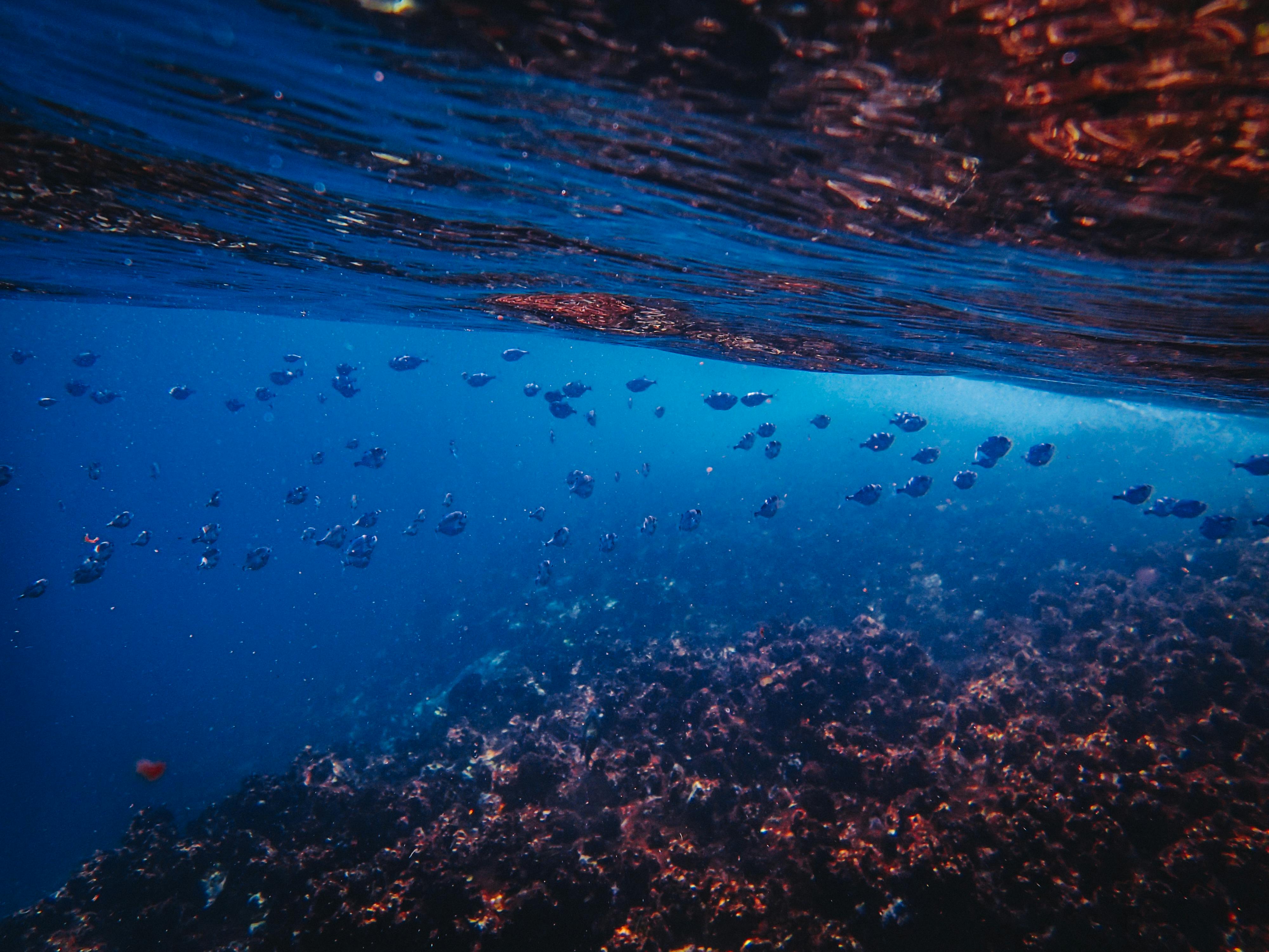 Fish swimming over a coral reef.