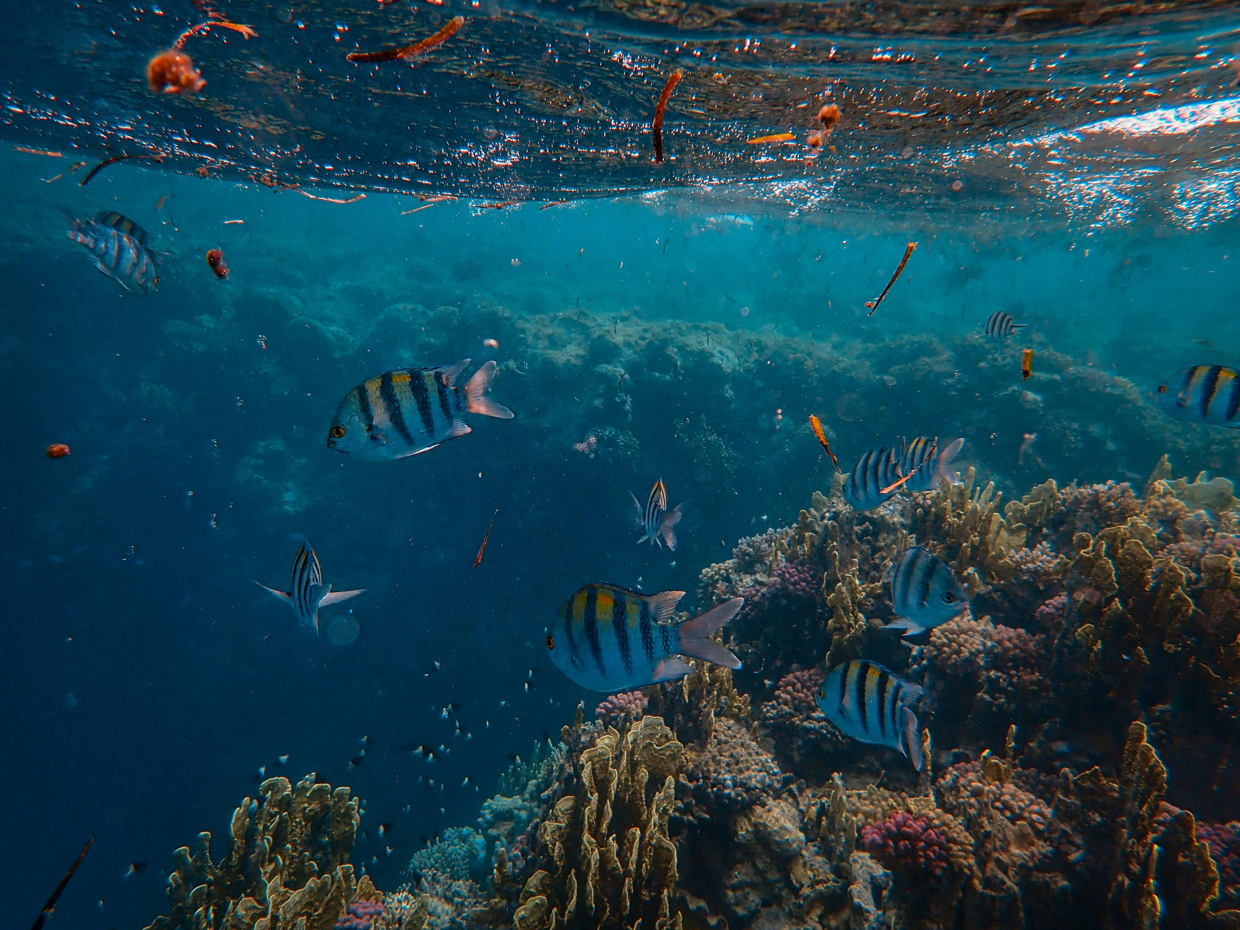 Fish swimming around a coral reef close to the water's surface.