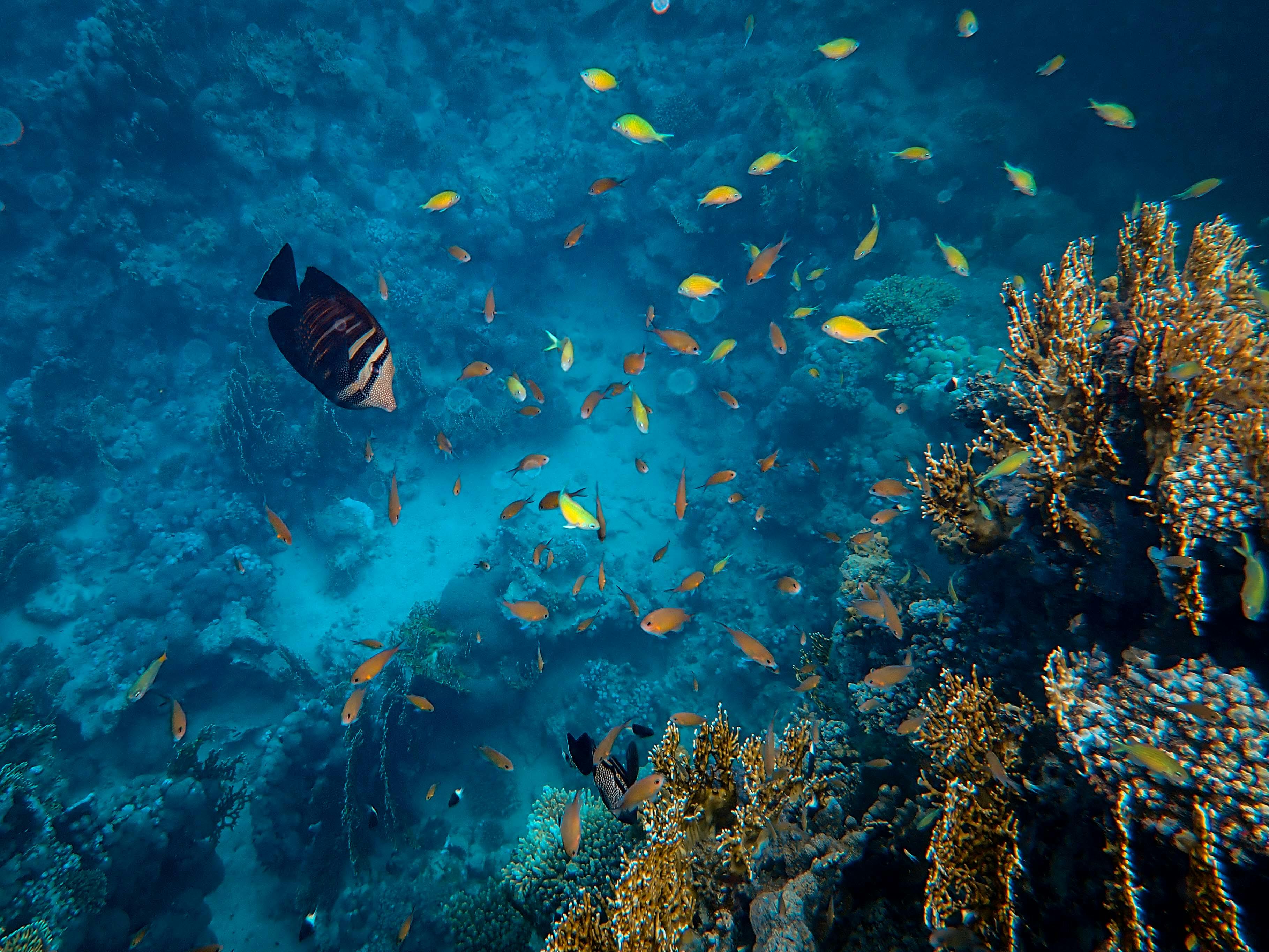 An overhead view of fish in a coral reef setting.